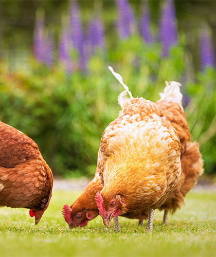 Hen
