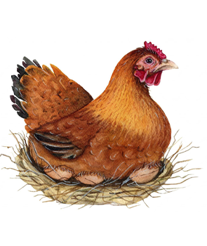 Eggs