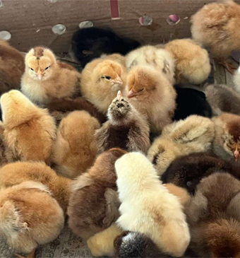 Sonali Chicks