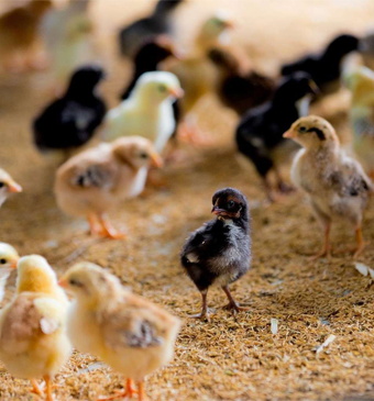 Kadaknath Chicks