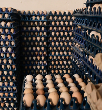 Hatching Eggs