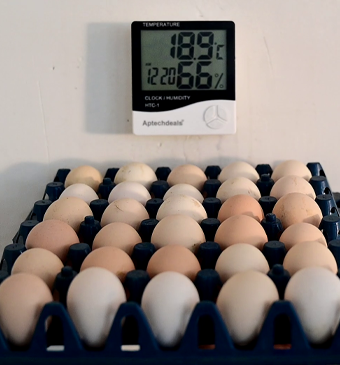 Kadaknath Eggs