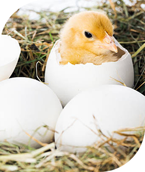 Chick