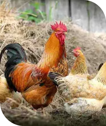Rooster
