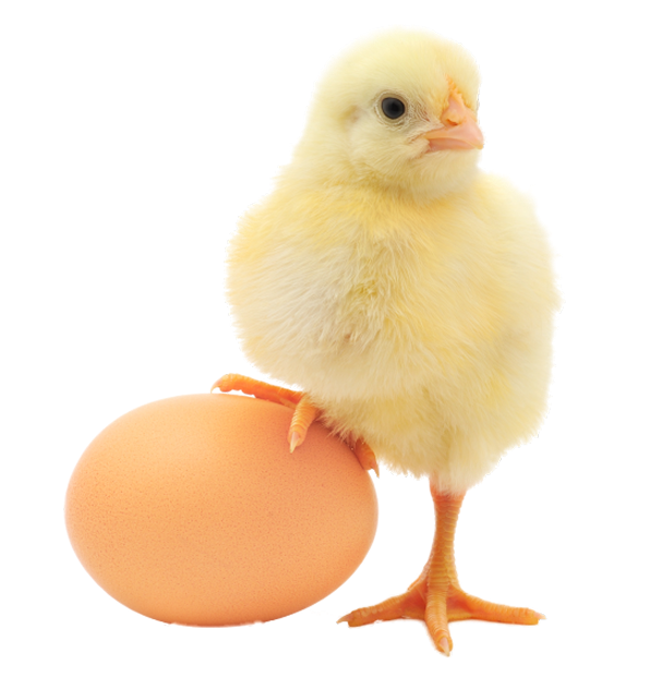 Desi Chick